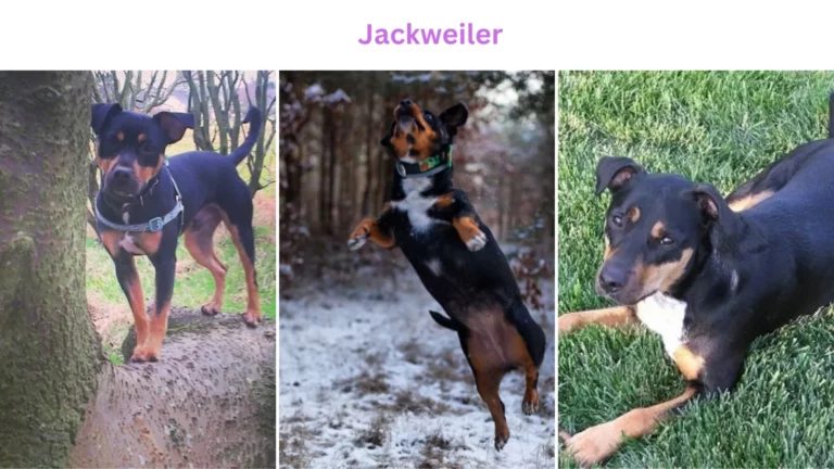 Jackweiler